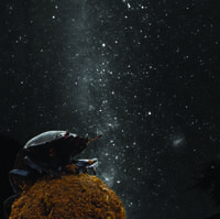 Dung beetles aim for the stars